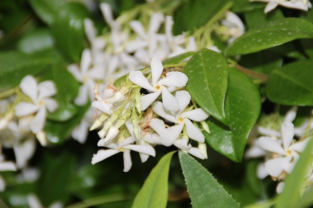 Jasmine Flowers Plants'i ücretsiz indirin - GIMP çevrimiçi resim düzenleyici ile düzenlenecek ücretsiz fotoğraf veya resim