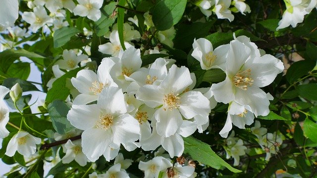 Muat turun percuma Jasmine Flowers Spring - foto atau gambar percuma untuk diedit dengan editor imej dalam talian GIMP