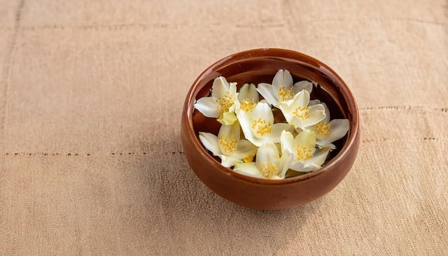 Free download jasmine flowers white flowers free picture to be edited with GIMP free online image editor