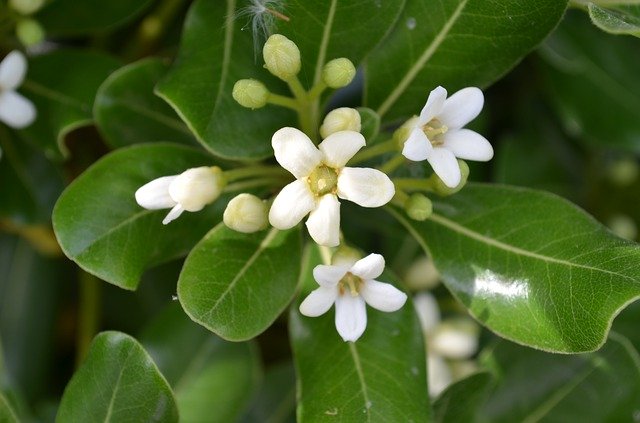 Free download Jasmine Spring Bouquet -  free photo or picture to be edited with GIMP online image editor
