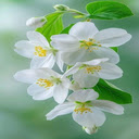 Jasmine Wallpaper  screen for extension Chrome web store in OffiDocs Chromium