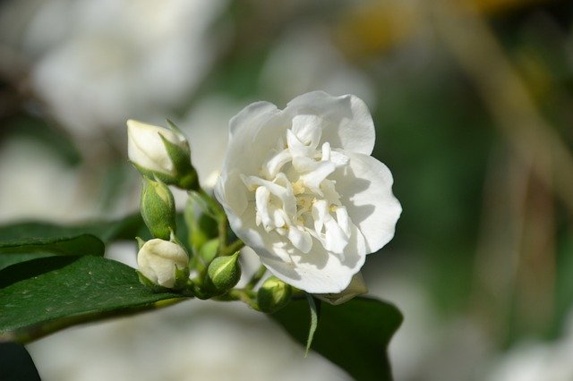 Скачать бесплатно Jasmin Flower Flowers Ornamental - бесплатное фото или изображение для редактирования с помощью онлайн-редактора изображений GIMP