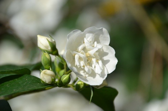 Descărcare gratuită Jasmin Flower Flowers Ornamental - fotografie sau imagini gratuite pentru a fi editate cu editorul de imagini online GIMP