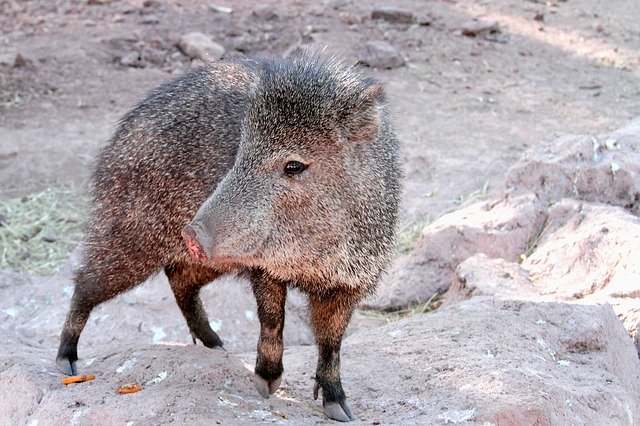 Free download Javelina Arizona Pig -  free photo or picture to be edited with GIMP online image editor