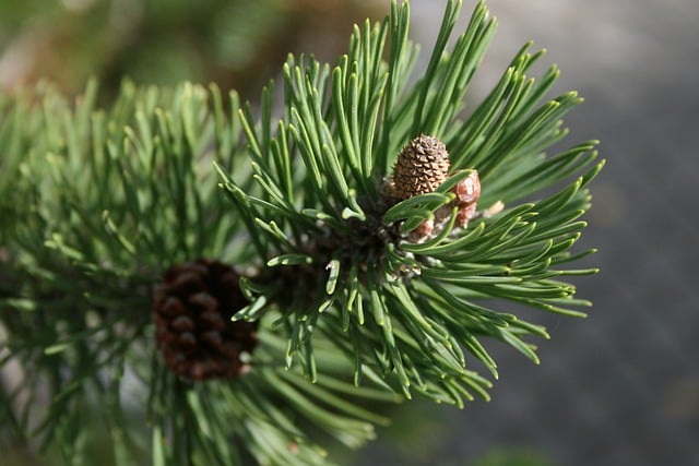 Free graphic jaw conifer branch tap fruit set to be edited by GIMP free image editor by OffiDocs