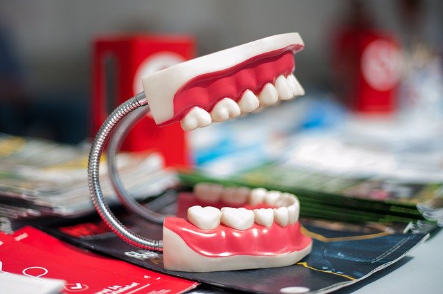 Jaw Model Tooth 무료 다운로드 - 무료 사진 또는 GIMP 온라인 이미지 편집기로 편집할 사진