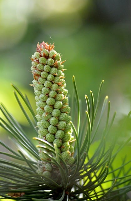Free download jaw pine blossom blossom bloom free picture to be edited with GIMP free online image editor