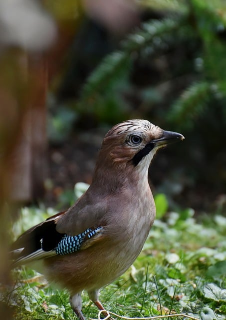 Free download jay bird animal bird watching free picture to be edited with GIMP free online image editor
