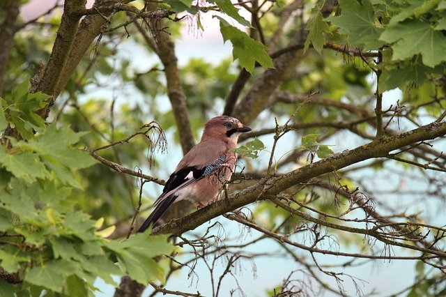 Free download Jay Bird Feather -  free photo or picture to be edited with GIMP online image editor