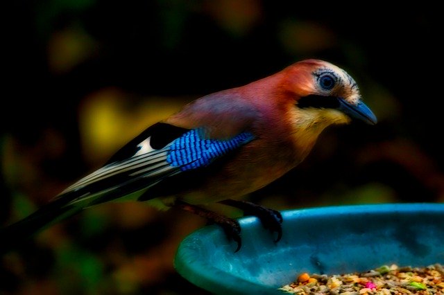 Download gratuito di Jay Bird Nature: foto o immagine gratuita da modificare con l'editor di immagini online GIMP