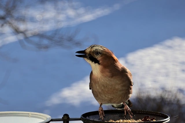 Free download jay bird ornithology species fauna free picture to be edited with GIMP free online image editor