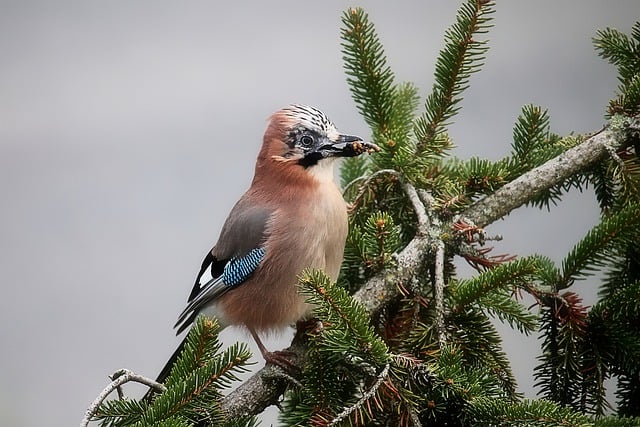 Free download jay bird raven bird fir tree free picture to be edited with GIMP free online image editor