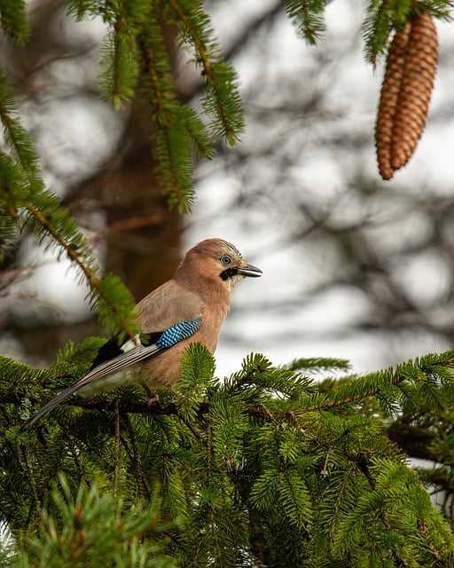 Free download jay bird songbird wildlife free picture to be edited with GIMP free online image editor
