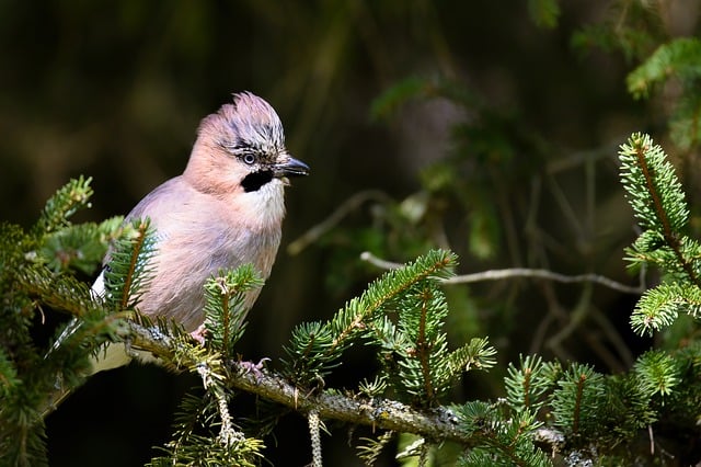 Free download jay bird songbird wildlife plumage free picture to be edited with GIMP free online image editor