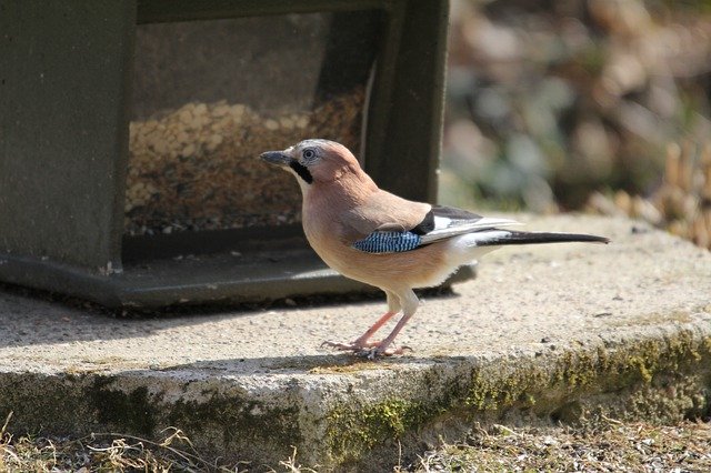 Muat turun percuma Jay Bird Table Eichelhäher - foto atau gambar percuma untuk diedit dengan editor imej dalam talian GIMP