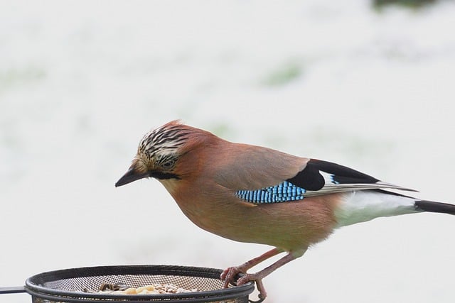 Free download jay bird watching feed winter snow free picture to be edited with GIMP free online image editor