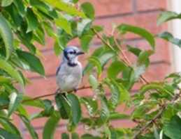 Free download Jay, blue free photo or picture to be edited with GIMP online image editor