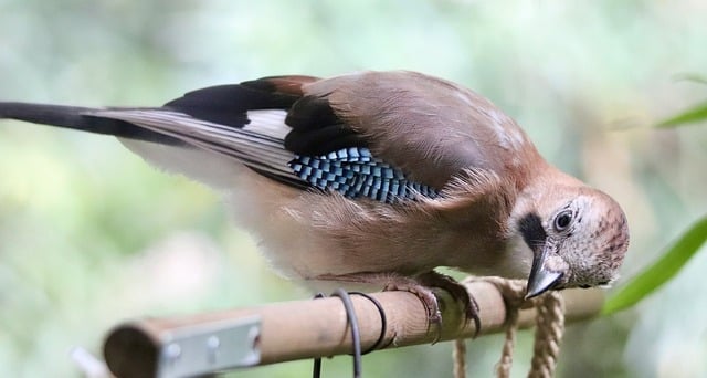 Free download jay garrulus glandarius raven bird free picture to be edited with GIMP free online image editor