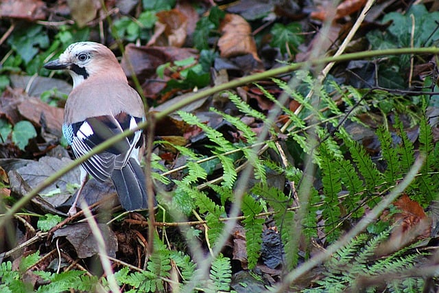 Free download jay songbird bird watching wildlife free picture to be edited with GIMP free online image editor