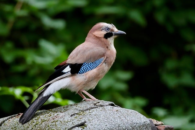 Free download jay songbird raven bird free picture to be edited with GIMP free online image editor