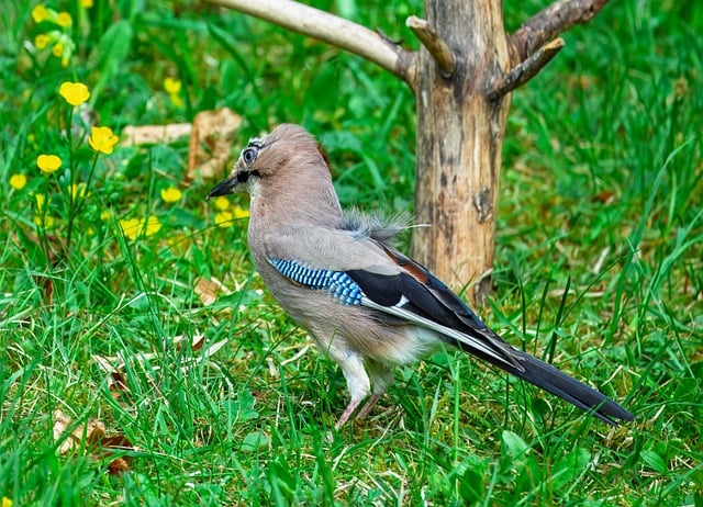 Free download jay wild bird bird bird watching free picture to be edited with GIMP free online image editor