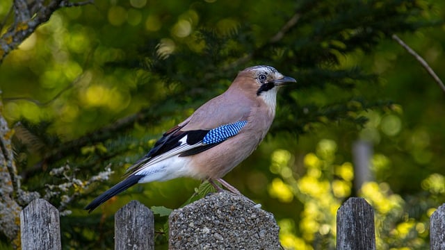 Free download jay wild bird forest bird bird free picture to be edited with GIMP free online image editor