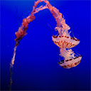 Jellyfish  screen for extension Chrome web store in OffiDocs Chromium