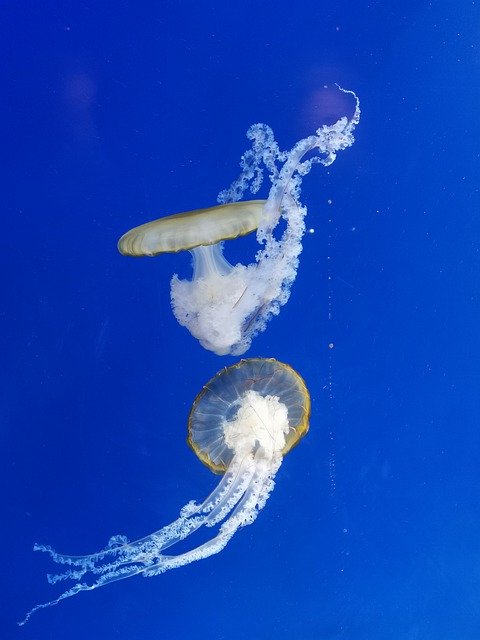 Free picture Jellyfish Animal Underwater -  to be edited by GIMP free image editor by OffiDocs