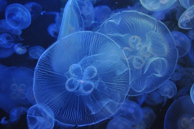 Descărcare gratuită Jellyfish Aquarium - fotografie sau imagini gratuite pentru a fi editate cu editorul de imagini online GIMP