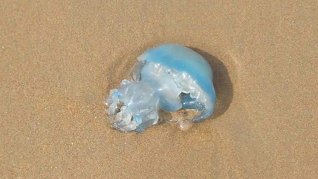 Gratis download Jellyfish Beach North - gratis foto of afbeelding om te bewerken met GIMP online afbeeldingseditor