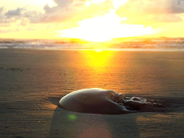 Muat turun percuma Laut Pantai Jellyfish - foto atau gambar percuma untuk diedit dengan editor imej dalam talian GIMP