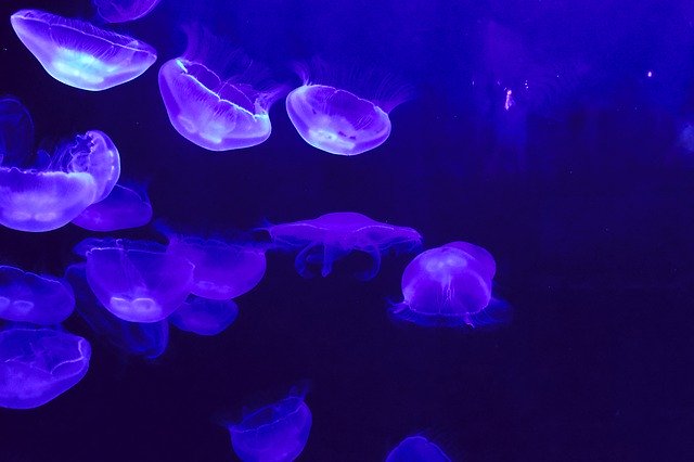 Vorlage Foto Quallen Blau Aquarium - für OffiDocs