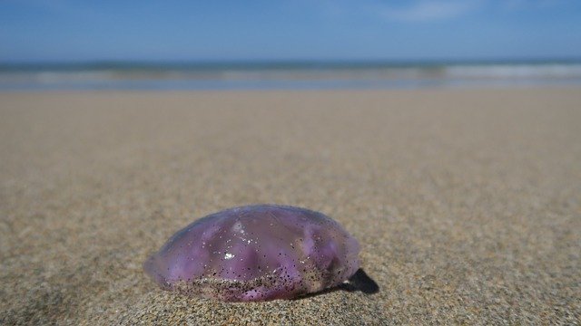 Free download Jellyfish Feuerqualle -  free photo or picture to be edited with GIMP online image editor