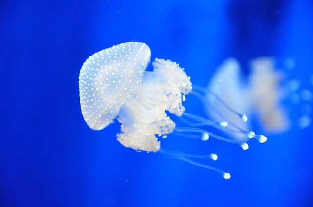 Descarga gratuita de la plantilla de fotografía gratuita Jellyfish Italy Aquarium para editar con el editor de imágenes en línea GIMP