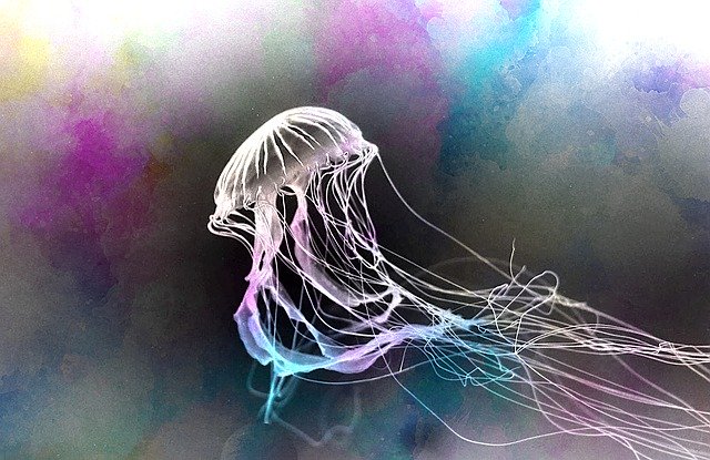 Free download Jellyfish Jelly Fish Ocean -  free illustration to be edited with GIMP free online image editor