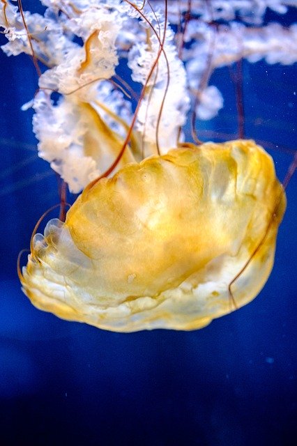 Безкоштовно завантажте Jellyfish Marine Aquatic - безкоштовну фотографію чи зображення для редагування за допомогою онлайн-редактора зображень GIMP
