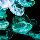 Jellyfish meduse underwater  screen for extension Chrome web store in OffiDocs Chromium