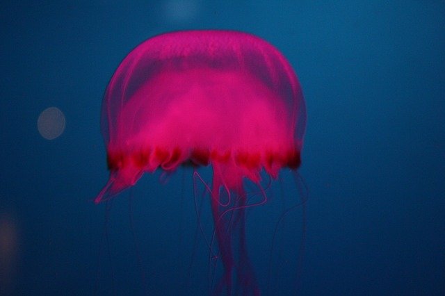 Free download Jelly Fish Ocean Pink -  free photo or picture to be edited with GIMP online image editor