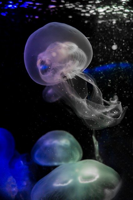 Descarga gratuita Jellyfish Salt Water Sea - foto o imagen gratuita para editar con el editor de imágenes en línea GIMP