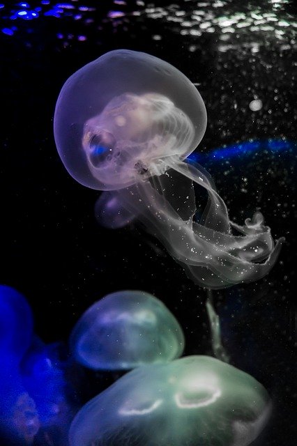 Free download Jellyfish Salt Water Sea -  free photo or picture to be edited with GIMP online image editor