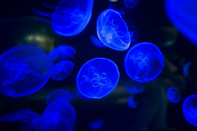 Free download jellyfish sea jellies bioluminescent free picture to be edited with GIMP free online image editor