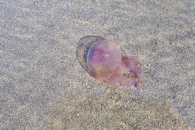 Unduh gratis Jellyfish Sea Vacations - foto atau gambar gratis untuk diedit dengan editor gambar online GIMP