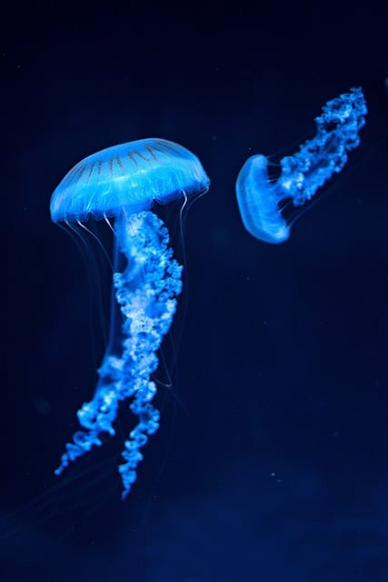 Free download jellyfish sea water stinging free picture to be edited with GIMP free online image editor