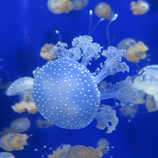 Libreng download Jellyfish Tentacle Blue - libreng larawan o larawan na ie-edit gamit ang GIMP online na editor ng imahe