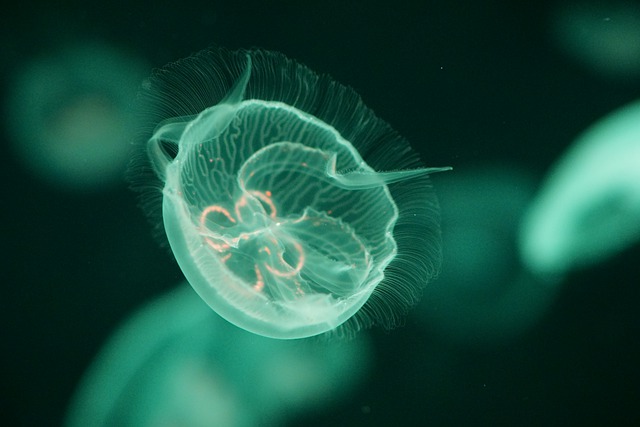 Free download jellyfish underwater sea aquarium free picture to be edited with GIMP free online image editor