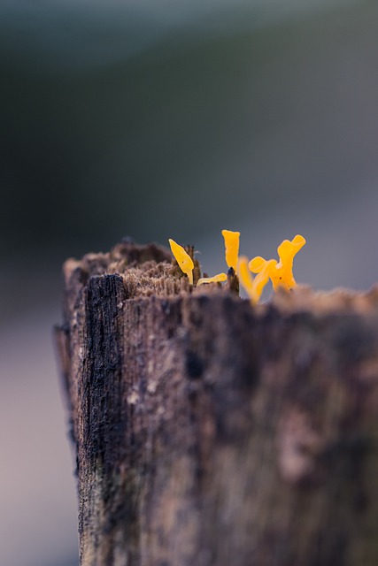 Free download jelly fungus fungus wood nature free picture to be edited with GIMP free online image editor