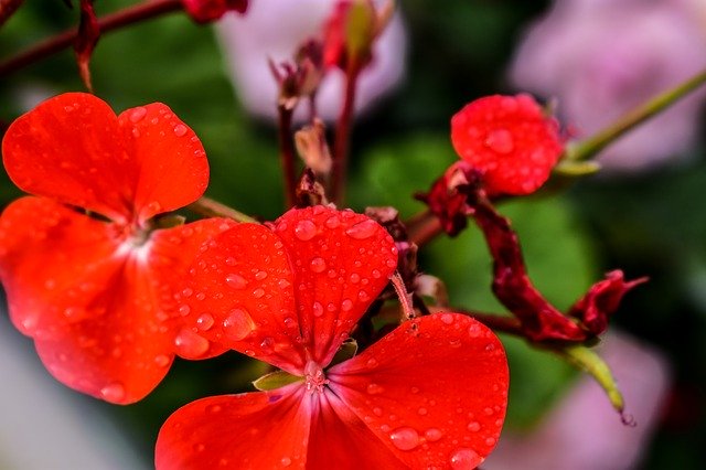 Gratis download Jeranio Flower Nature - gratis foto of afbeelding om te bewerken met GIMP online afbeeldingseditor