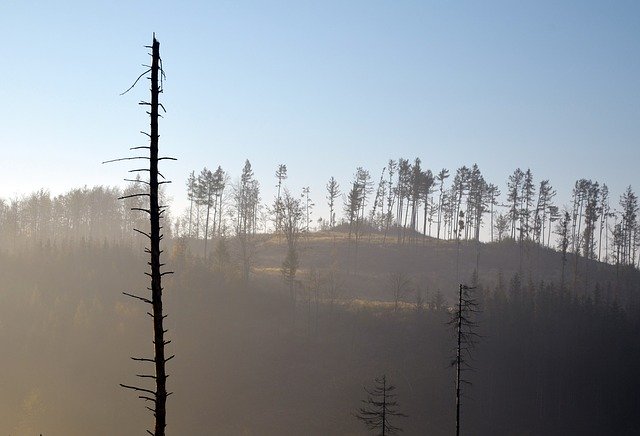 Descărcare gratuită Jeseniky Calamity Forests The - fotografie sau imagini gratuite pentru a fi editate cu editorul de imagini online GIMP