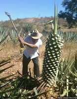 Free picture Jima de agave Karwinskii para Mezcal to be edited by GIMP online free image editor by OffiDocs