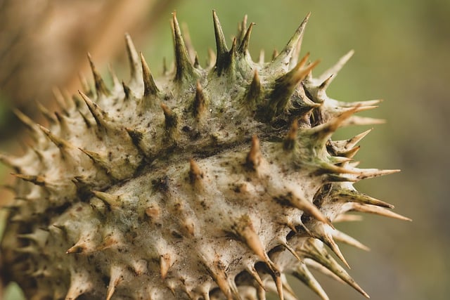 Free download jimsonweed weed spikes prickly free picture to be edited with GIMP free online image editor